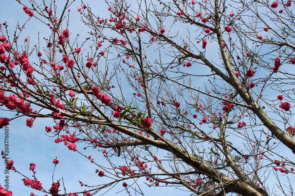 blooming tree in a park in sydney (australia) blooming tree in a park in sydney (australia)