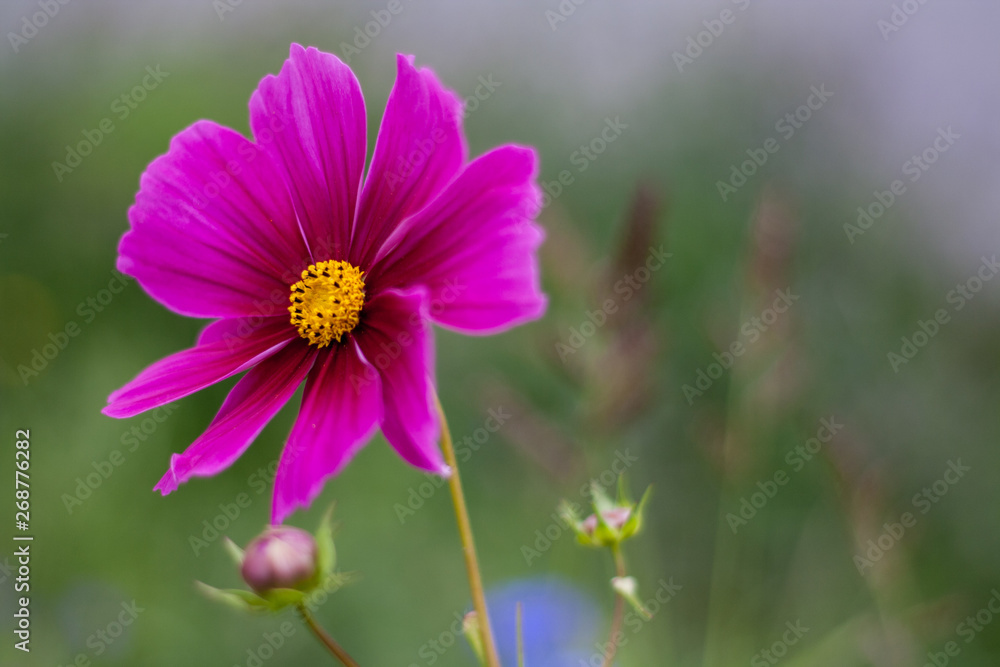 Fototapeta premium Beautiful nature