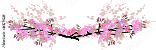 isolated light pink blossoming spring tree branches