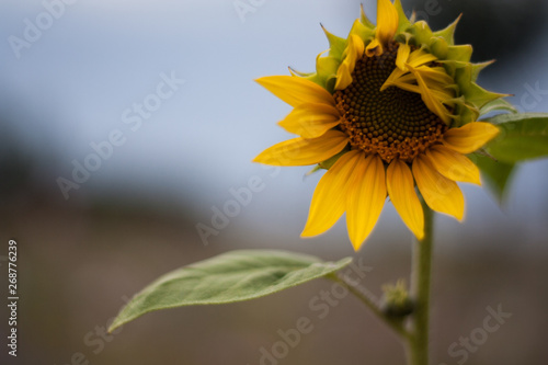 Fototapeta Naklejka Na Ścianę i Meble -  Tournesol