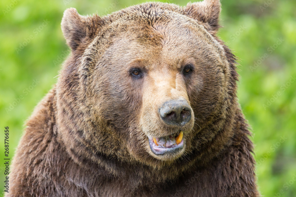 brown bear (Ursus arctos) close-up