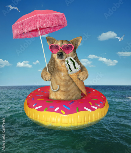 The dog in pink sunglasses under an umbrella eats fruit ice cream on the inflatable circle in the sea. © iridi66