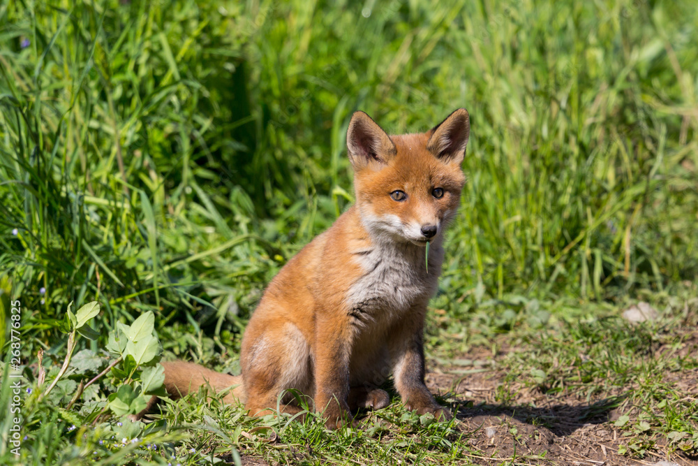 close-up cute young baby red fox (vulpes) sitting close-up cute young baby red fox (vulpes) sitting