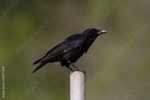 isolated carrion crow (corvus corone) standing on stake