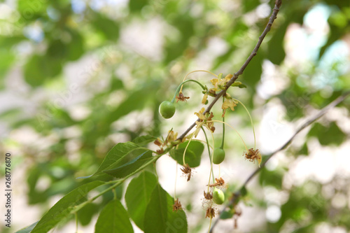 Wallpaper Mural Immature cherry pictures, raw fruits in cherry tree  Torontodigital.ca