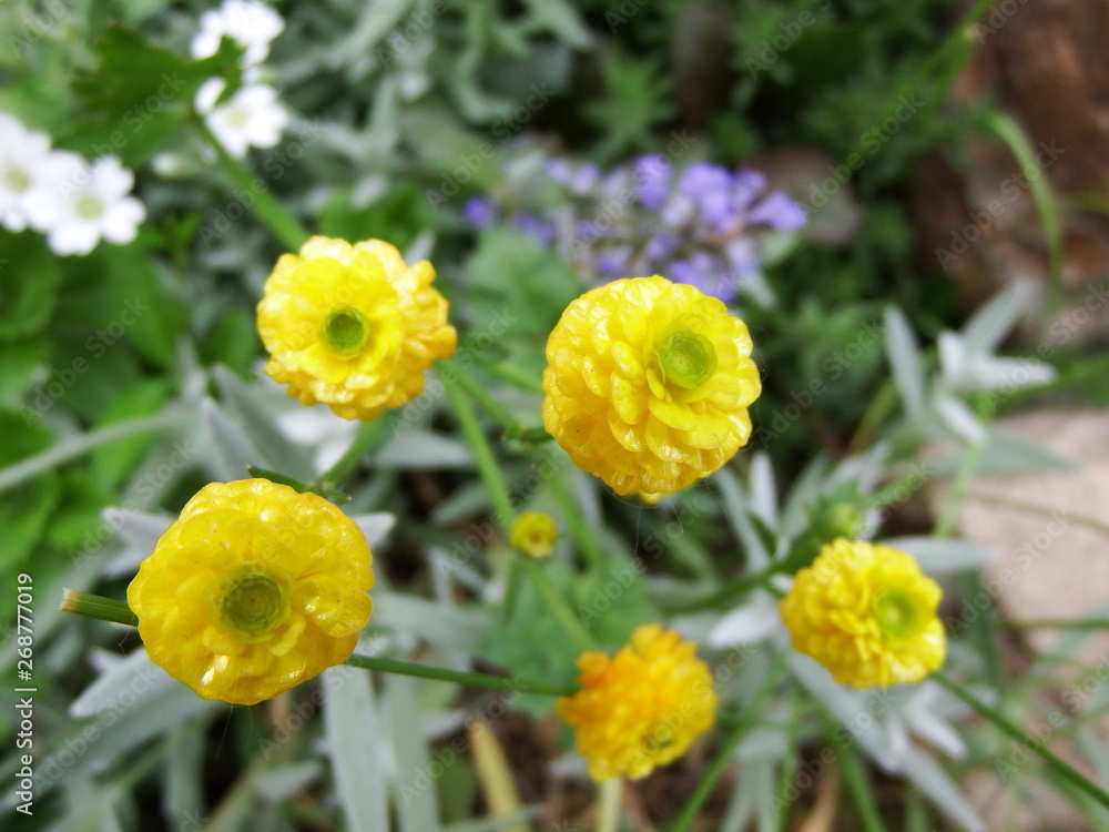 Fototapeta premium yellow flowers in the garden