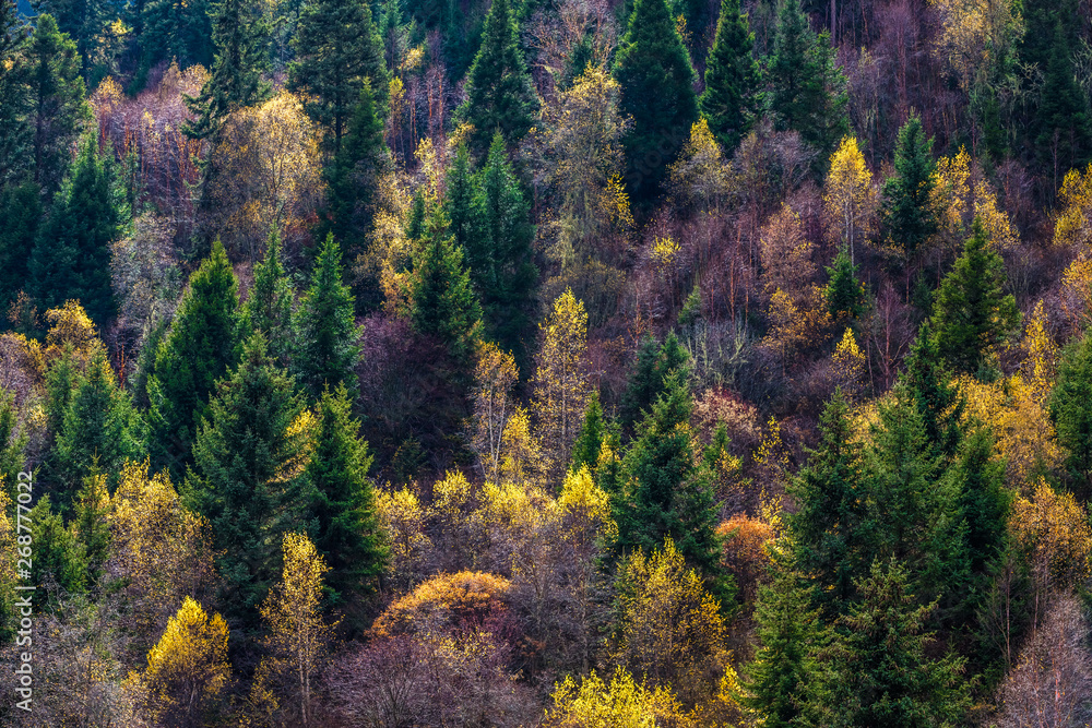 fall in mountain of China fall in mountain of China