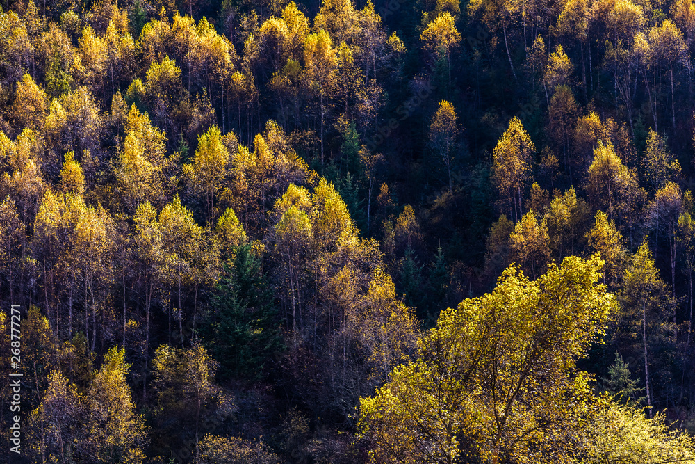 Fototapeta premium fall in mountain of China