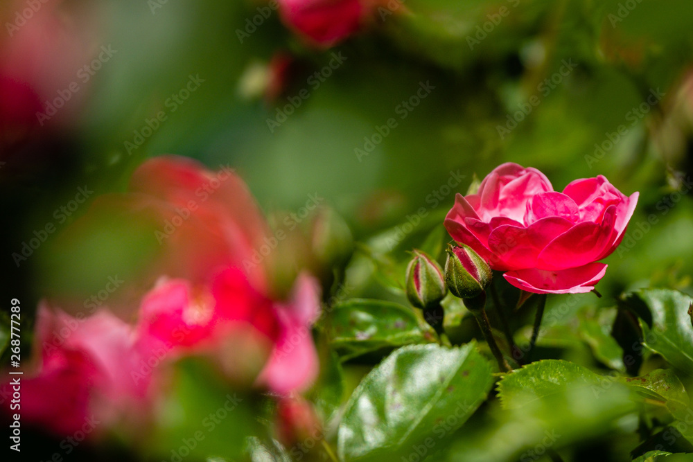 Obraz premium Massif de roses