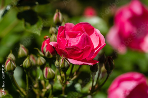 Rose et bourgeons