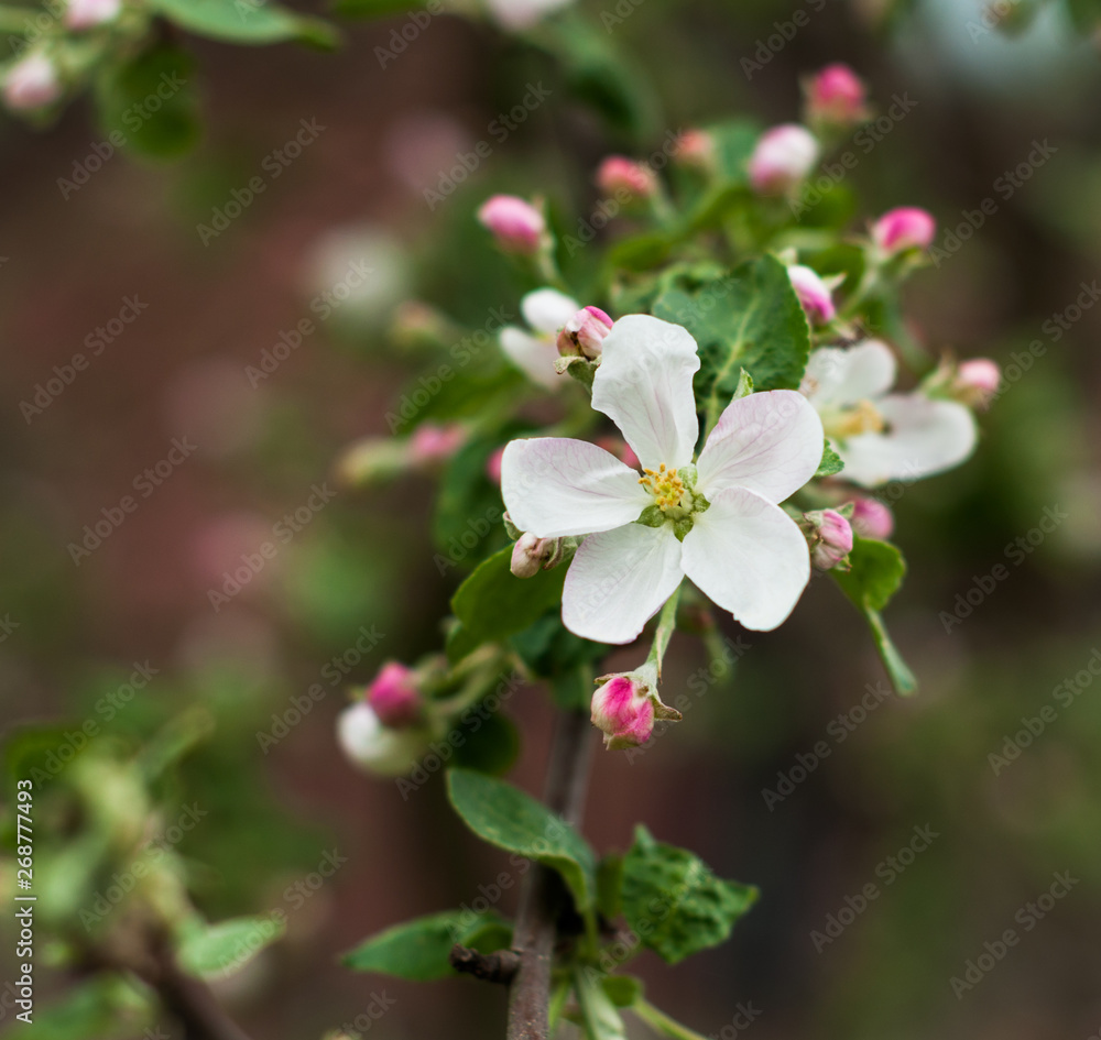 Obraz premium A branch of apple tree blooming