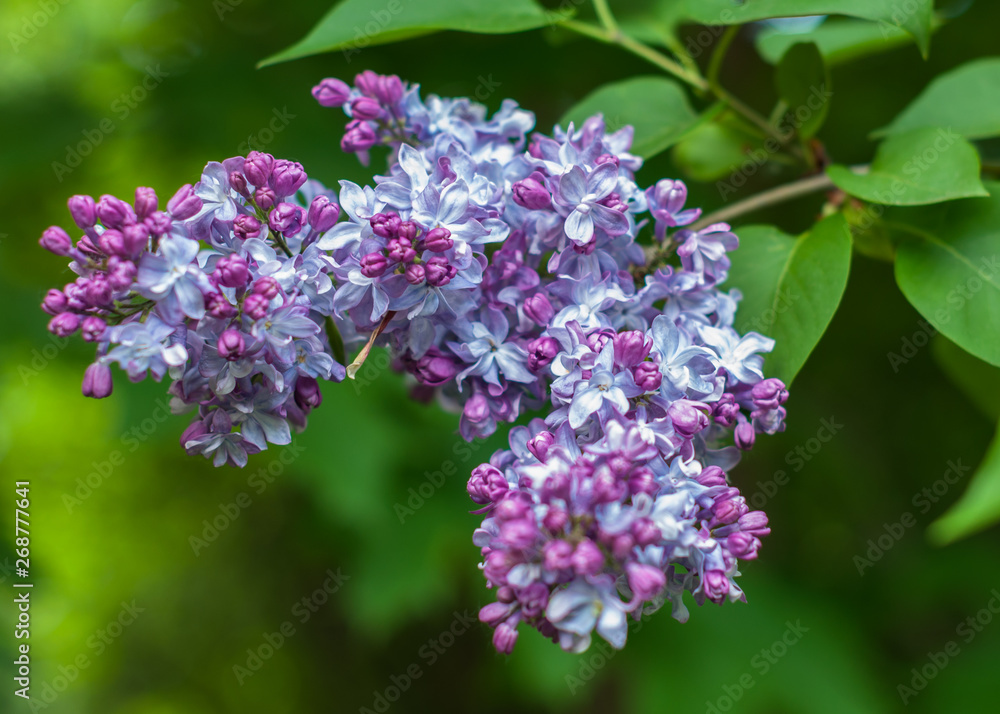 A tender color lilac flowers blooming in the spring A tender color lilac flowers blooming in the spring
