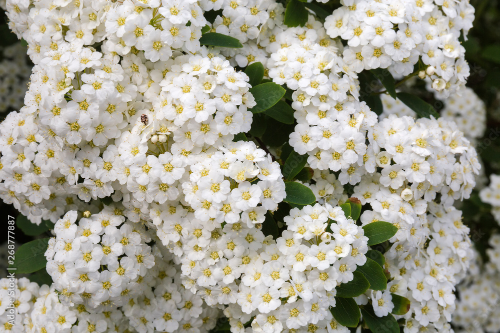 Background of flowers of spiraea on bush close-up Background of flowers of spiraea on bush close-up