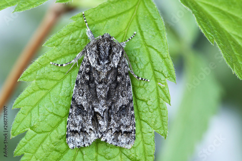 The scarce dagger (Acrnicta auricoma) photo