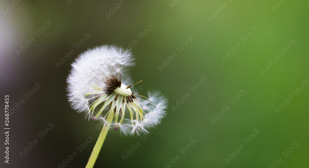 Dandelion flying on green background Dandelion flying on green background