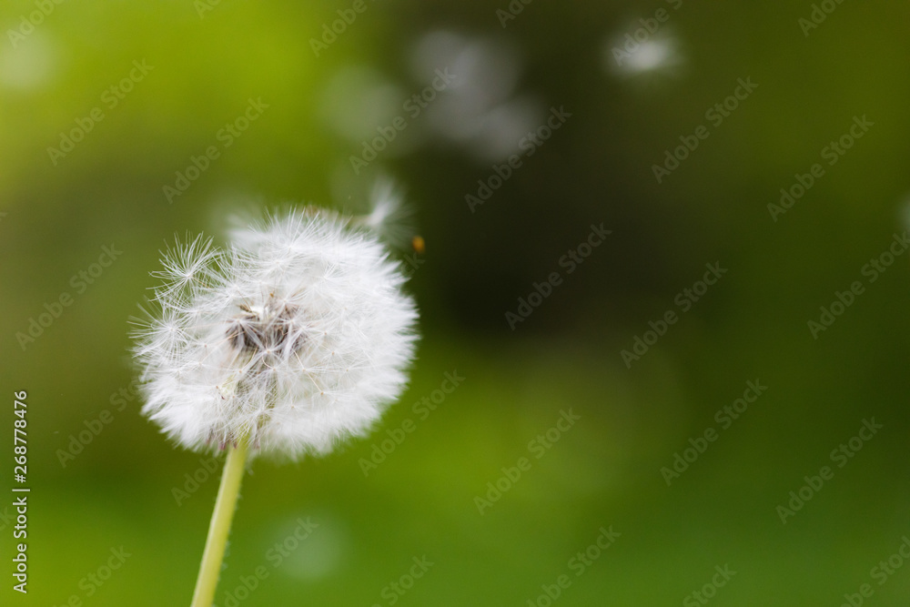 Dandelion flying on green background Dandelion flying on green background