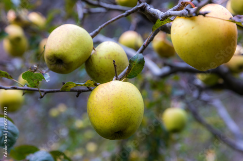 apple on tree in Sichuan China