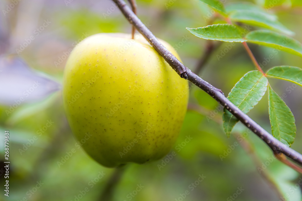 apple on tree in Sichuan China
