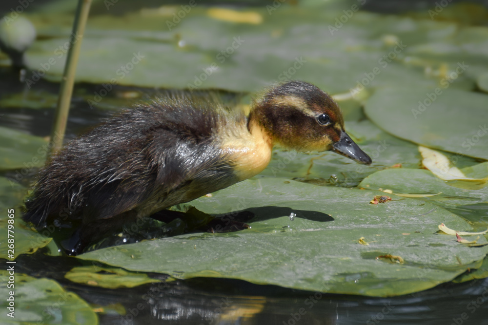 Duckling swimming between and walking over water plants Duckling swimming between and walking over water plants