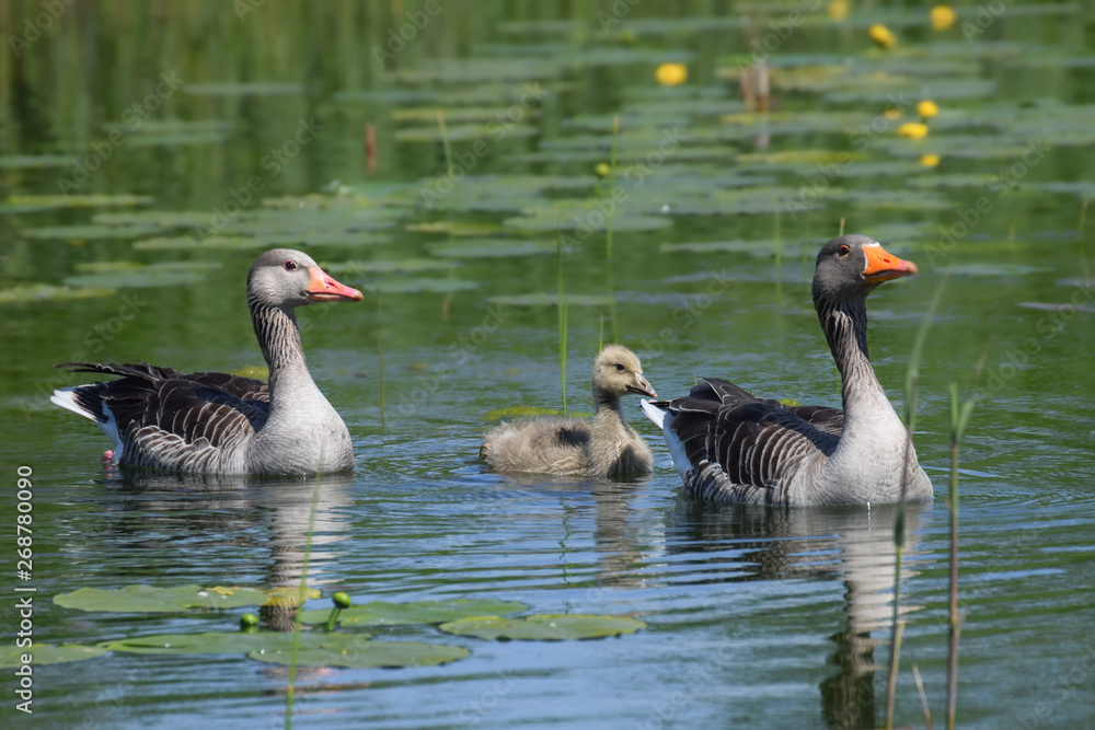 Obraz premium Goose family swimming in a lake
