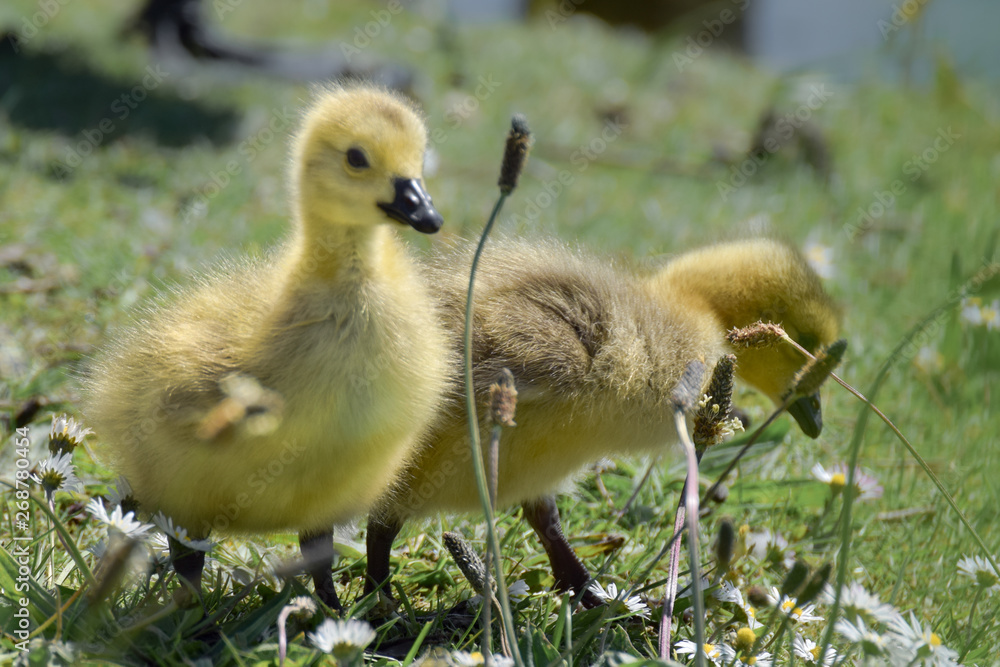 Cute yellow goslings walking in the grass Cute yellow goslings walking in the grass