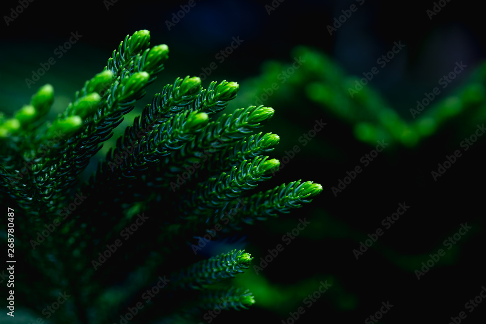 Fresh green leaf background And black spaces for text input Abstract style