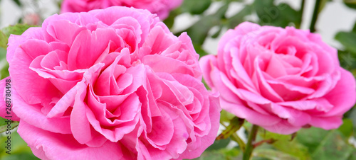  pink roses in the garden