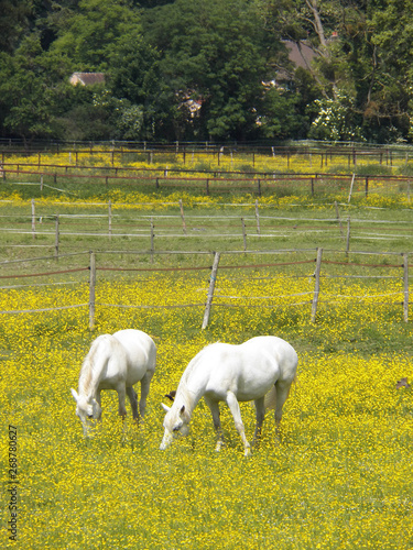 Two horses in a field of flowers with wood enclosure and there is one scene of a black bird who is landing in the center. Fields of France