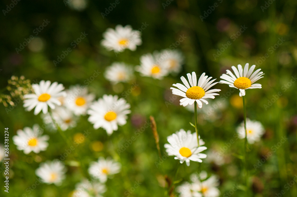 White daisy blooms in a field on a summer sunny day. Nature Background with blossoming daisy flowers. Romantic wild green field of daisies with selective focus.