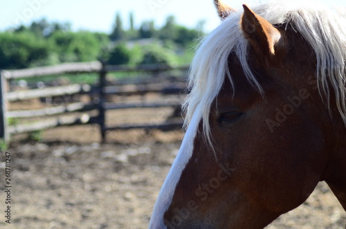 arab mare and foal photo