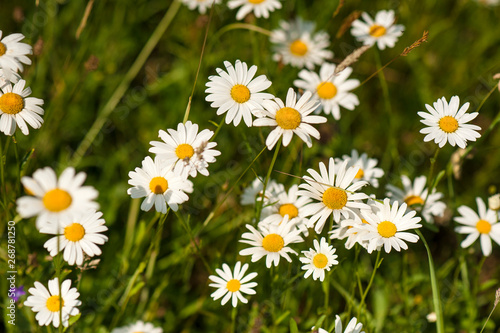 White daisy blooms in a field on a summer sunny day. Nature Background with blossoming daisy flowers. Romantic wild green field of daisies with selective focus.