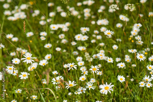 White daisy blooms in a field on a summer sunny day. Nature Background with blossoming daisy flowers. Romantic wild green field of daisies with selective focus.