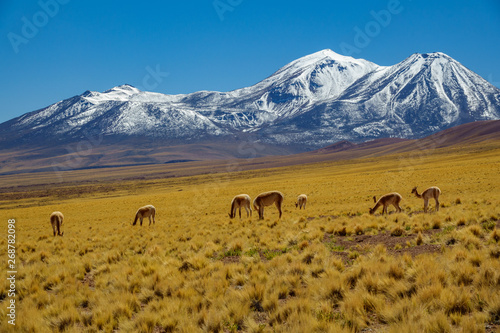 Vicugna vicugna cattle in Atacama high plateau with snow covered volcano peaks