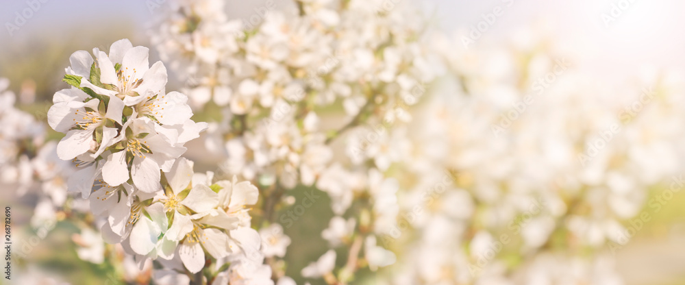 Beautiful spring background, branches of blossoming cherry with soft focus. For Easter and spring cards with copy space and blurred background. Beautiful spring background, branches of blossoming cherry with soft focus. For Easter and spring cards with copy space and blurred background.