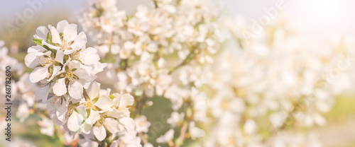 Beautiful spring background  branches of blossoming cherry with soft focus. For Easter and spring cards with copy space and blurred background.