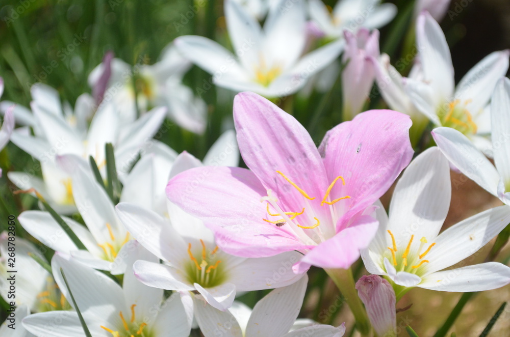 Beautiful and Cute Pink Flower in Garden