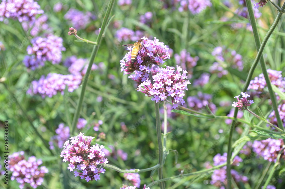 Fototapeta premium Beautiful and Cute Purple Flower in Garden