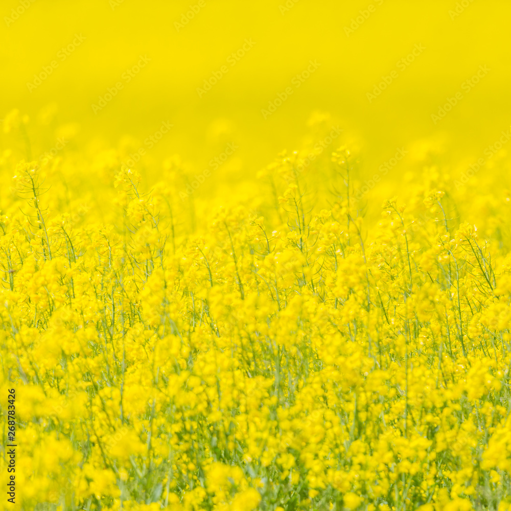 close-up yellow blooms of rapeseed field close-up yellow blooms of rapeseed field