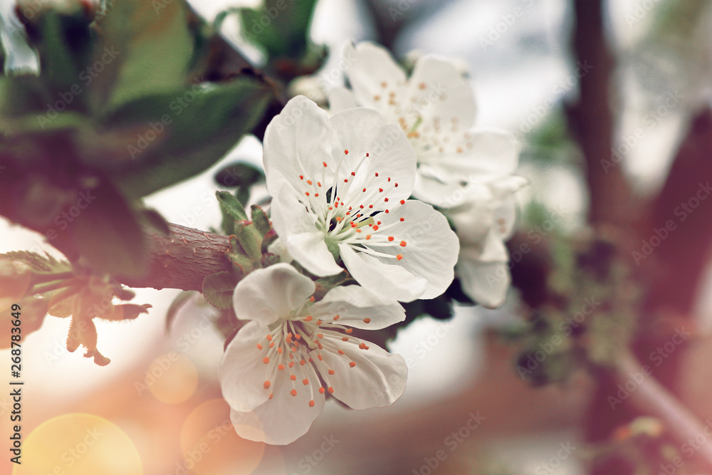 Obraz premium cherry tree blossom