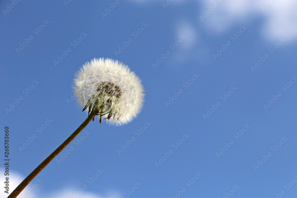 Dandelion seed head against the blue sky with white clouds. Beautiful dandelion, ready to fly