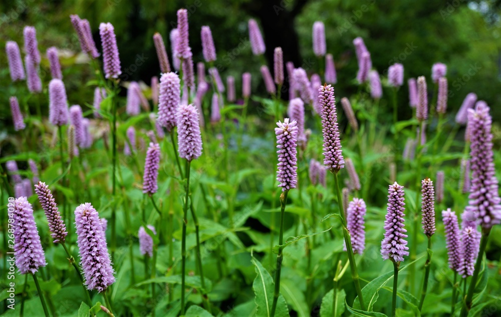 Persicaria bistorta flowers