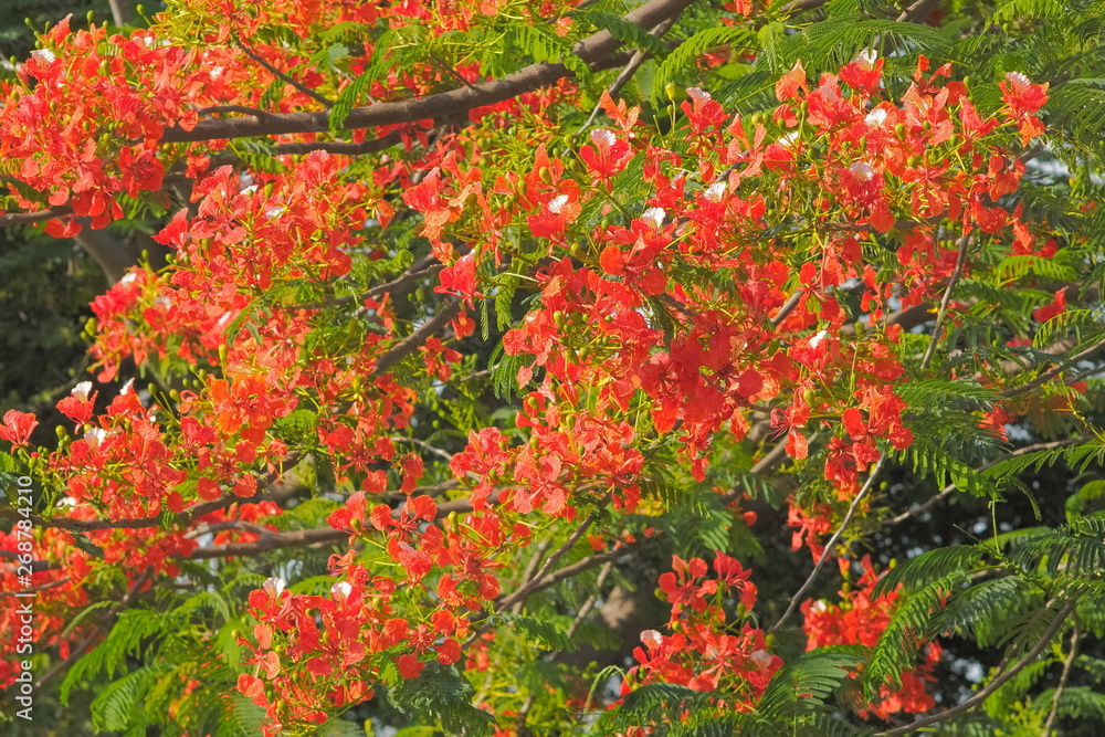 Peacock Flower tree, Flamboyant, The Flame Tree, Royal Poinciana, beautiful Thai red flower blossom on tree branches with nature background.