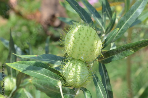 Cute Green Leave in Nature
