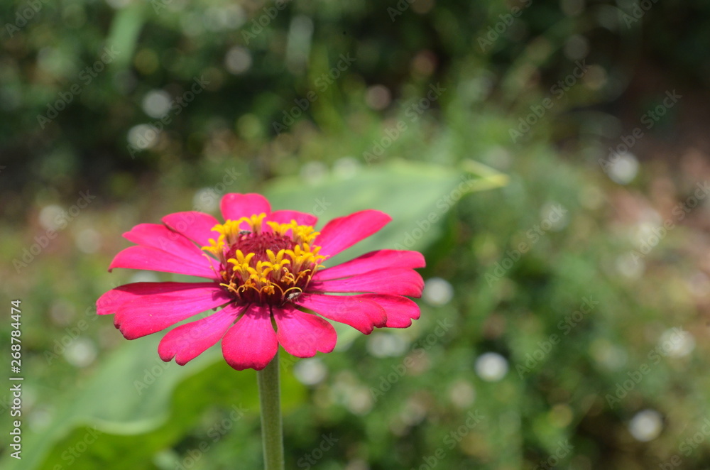 Obraz premium Beautiful and Cute Pink Flower in Garden