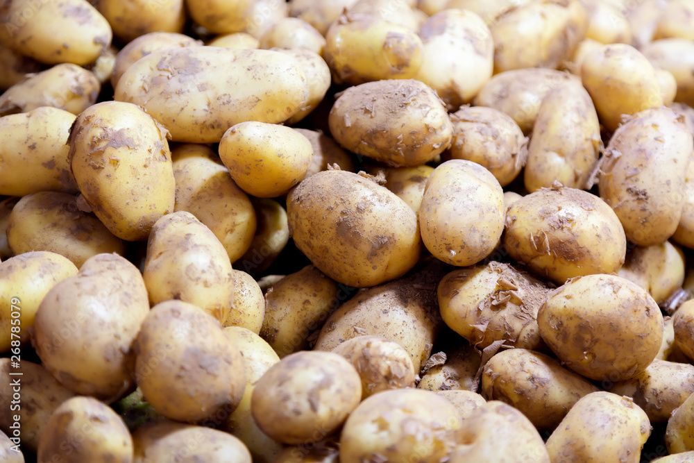 Fresh organic potatoes in the market. Many fresh potatoes as a background. Fresh organic potatoes in the market. Many fresh potatoes as a background.