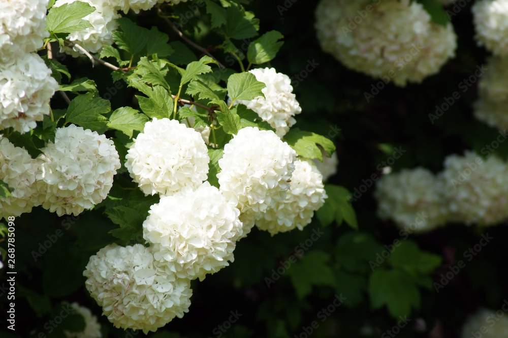 Weiße Blüten des Schneeballbaum Viburnum Weiße Blüten des Schneeballbaum Viburnum