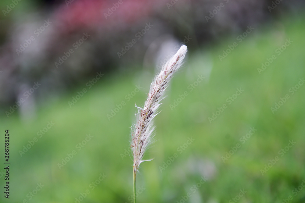 white cogongrass rises up on an expanse of green grass white cogongrass rises up on an expanse of green grass