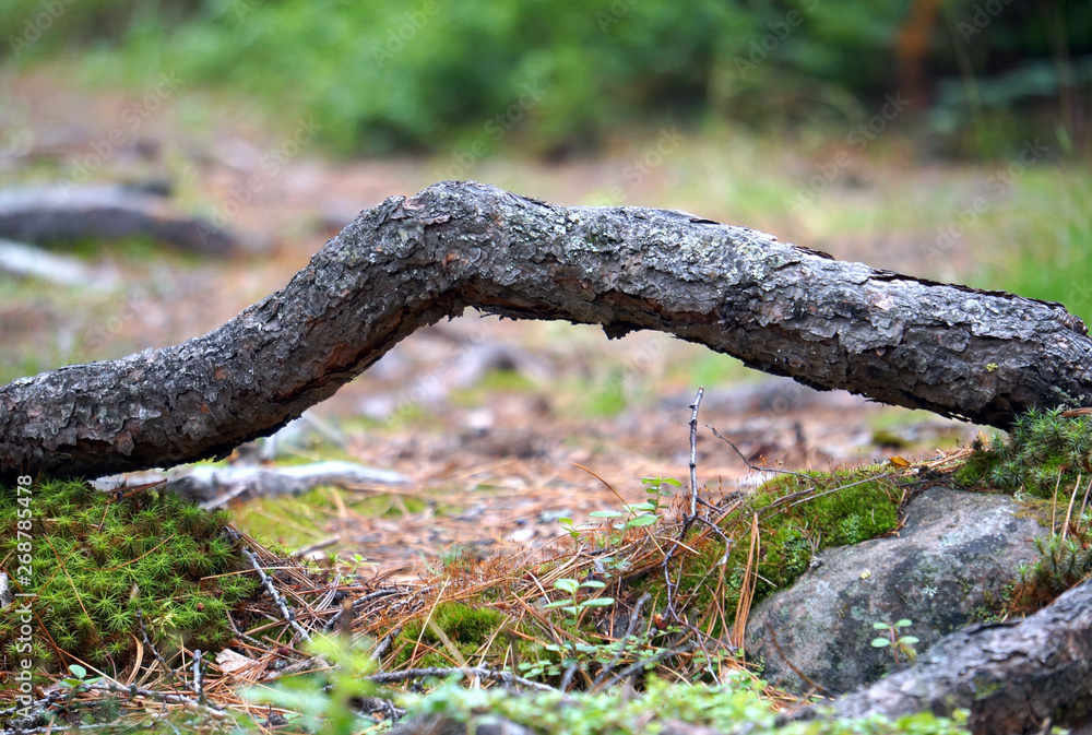 Fototapeta premium tree in the forest