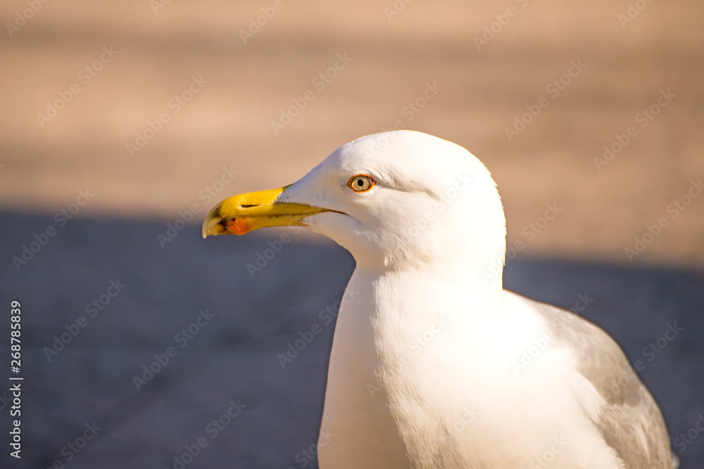 herring gull in a pedestrian area in Poland herring gull in a pedestrian area in Poland