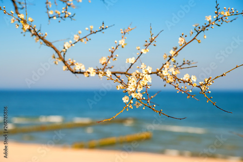 Fototapeta Naklejka Na Ścianę i Meble -  Baltic sea, pear blossom on a beach promenade